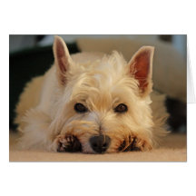 Grattis på födelsedagenkort - Westie kort