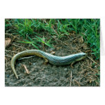 Great Plains Skink Hälsnings Kort
