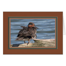 Green_winged_teal_0165 Kort