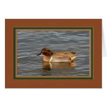 Green_winged_teal_6760 Hälsnings Kort