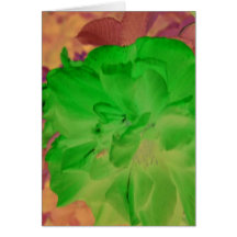 greenrose2 hälsningskort