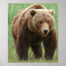 GRIZZLY AFFISCHER
