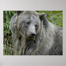Grizzlybjörn Print