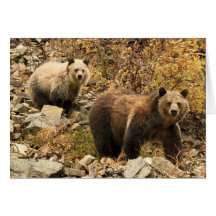 Grizzlybjörnar ut för en gå hälsnings kort
