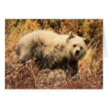 Grizzlyjunior Hälsningskort