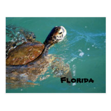 Grön havssköldpadda, Florida Vykort
