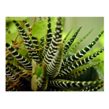 Grön Spiky lite randig kaktus Vykort