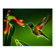 Grön Violetear Hummingbird Vykort