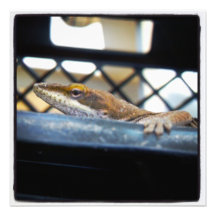 Gröna tryck för Anole ödlafärg Foto
