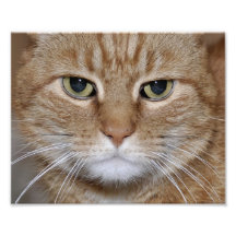 Grönt synad ljust rödbrun katt foto