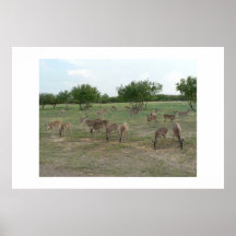 Grupp av whitetaildeer. print