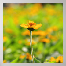 Gul blomma affischer