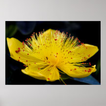 Gul blomma affischer