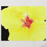 Gul blomma, hybrid- hibiskus full färg flygblad