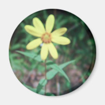 gul blomma magneter