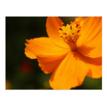 Gul blomma vykort