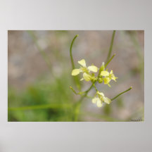 Gul blommaaffisch