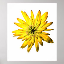 Gul Chrysanthemumblommaillustration Print