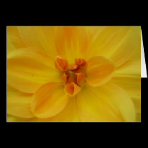 Gul Dahlia kort