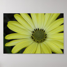 Gul daisy affisch