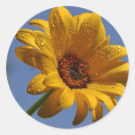 Gul daisy klistermärken