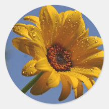 Gul daisy klistermärken
