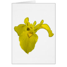 Gul Iris Kort