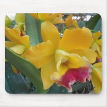Gul Orchid Musmattor