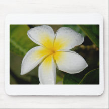 Gul Plumeria Musmatta