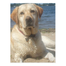 Gul vykort för Labrador Retriever