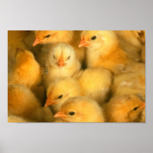 Gula babychickar affisch