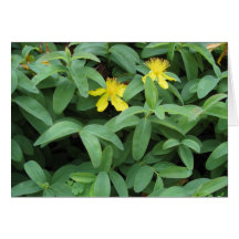 Gula blommor kort