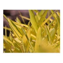 Gula blommor vykort