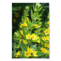 Gula blommorfoto