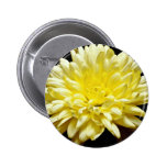Gula chrysanthemumblommor pins