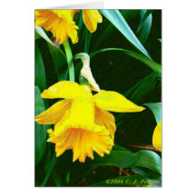 'Gula Daffodil Hälsningskort