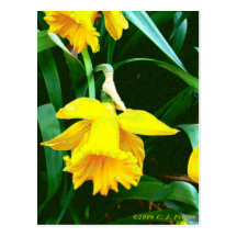 'Gula Daffodil Vykort