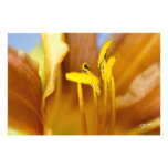 Gula Lilly Fotokonst