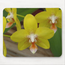 Gula Orchids Mus Mattor