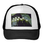 Gula Rothschildiana (Vanda) blommor Trucker Keps