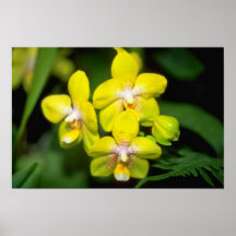 gula Vanda blommor Affisch