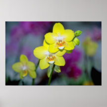 gula Vanda blommor Affischer