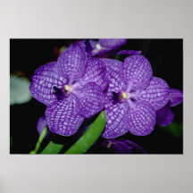 Gula Vanda blommor Affischer