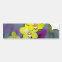 gula Vanda blommor Bildekal