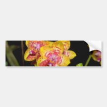 gula Vanda blommor Bildekal