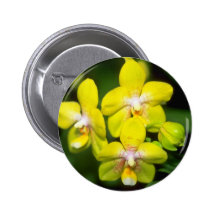 gula Vanda blommor Knapp