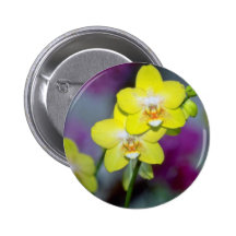 gula Vanda blommor Knapp