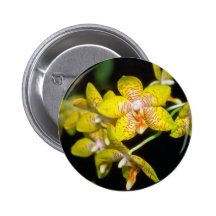 gula Vanda blommor Knappar Med Nål