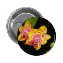 gula Vanda blommor Pins