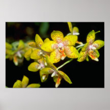 gula Vanda blommor Posters
